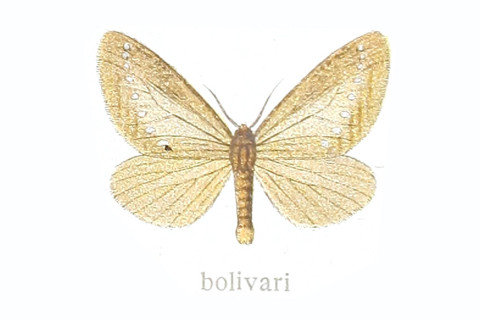 Podalia bolivari