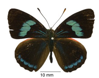 Mesotaenia vaninka volara Dorsal