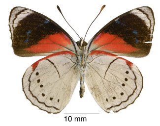 Mesotaenia vaninka volara Ventral