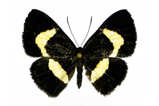 Pirascca-hanneri-female_dorsal-allotype