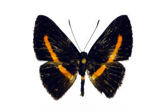Pirascca-hanneri-male_dorsal-holotype