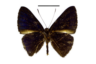 Pirascca-hanneri-male_ventral-holotype