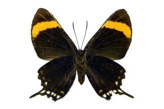 Ancyluris lais