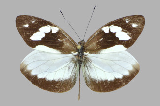 Dismorphia-crisia-eburnea