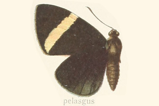 Castnius pelasgus