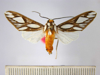 Robinsonia polyplagia