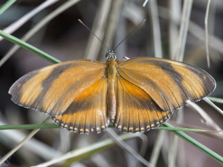 Dryadula phaetusa