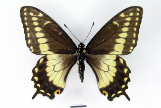 Papilio polyxenes americus