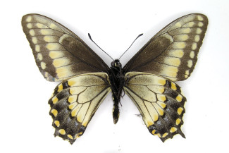 Papilio polyxenes americus