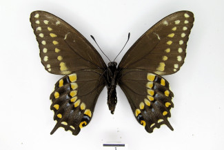 Papilio polyxenes costarum