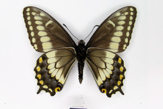Papilio polyxenes costarum