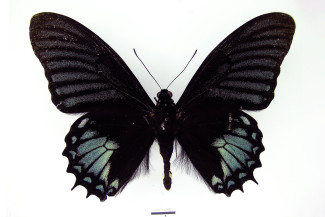 Pterourus xanthopleura