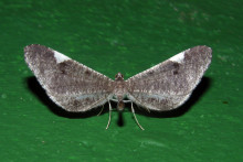 Macrosoma sp. Hedylidae