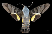 Aellopos ceculus male