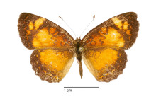 ortilia-liriope-female