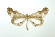 Phellinodes-heliconaria
