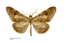 Phellinodes nigrimacula