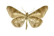 Phellinodes nigrimacula